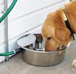 level control for dog feeding